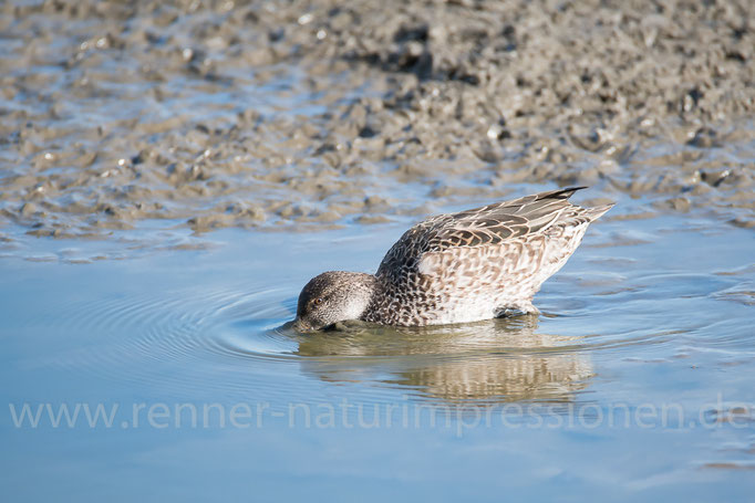 Fehmarn, S-H 02.10.2015, Krickente 