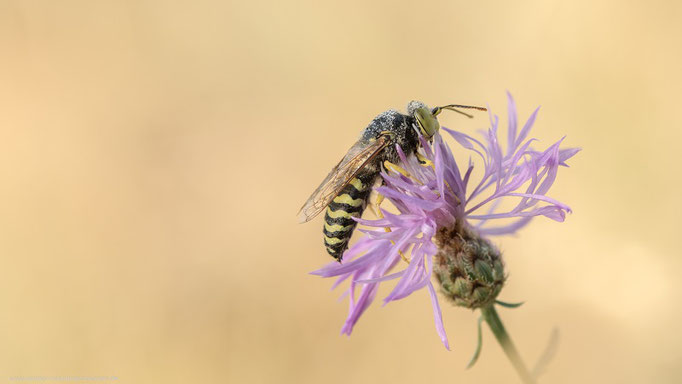 Kreiselwespe, Land Brandenburg Juli 2022