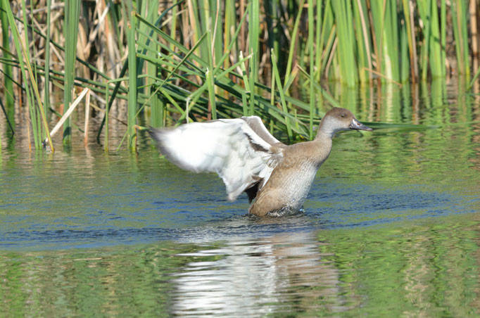 Bolter Mühle, MV 06.09.2014, Kolbenente