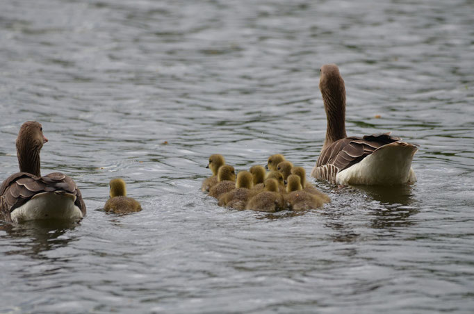 Neuspree, Sachsen 18.05.2013, Graugans (Anser anser)