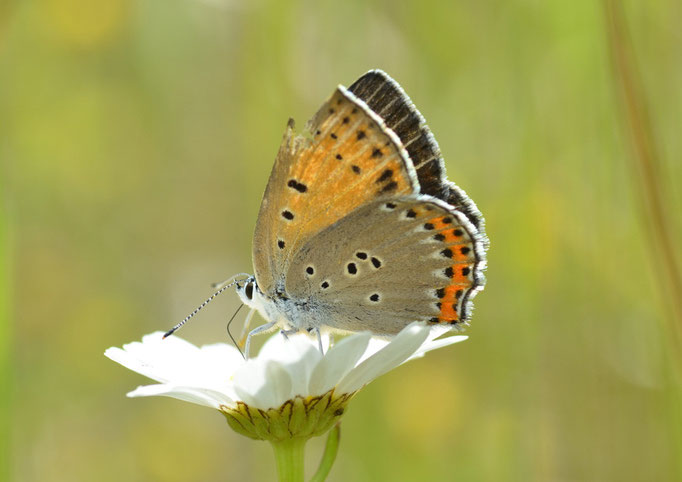 Münchehofe, Brandenburg 10.06.2012, Lycaena alciphron