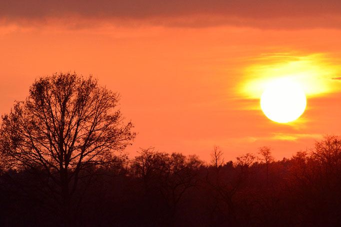 Spreeau, Brandenburg 22.11.2014, Sonnenuntergang