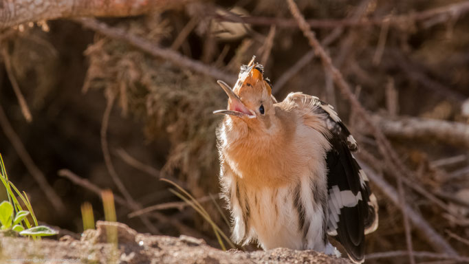 Fuerteventura,  Januar 2017