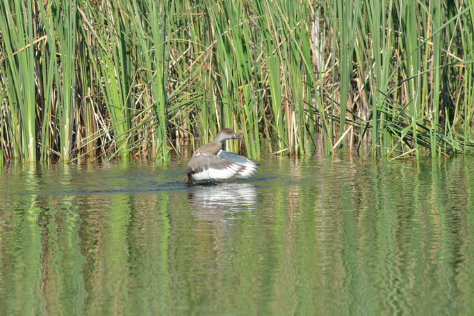 Bolter Mühle, MV 06.09.2014, Kolbenente