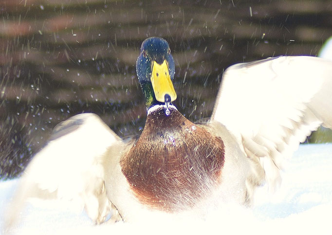 Wuhletal, Berlin 19.12.2010, Stockente (Anas platyrhynchos)