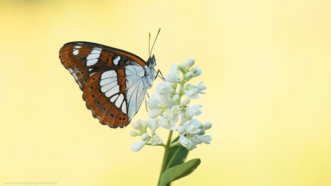 Blauschwarzer Eisvogel, Slowenien Juni 2022