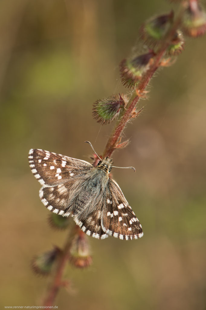 Ostalb, B-W 28.08.2016, Pyrgus cirsii 