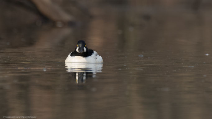 Land Brandenburg, 25.03.2018