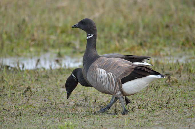 Umgebung Büsum, SH 01.05.2014, Ringelgans