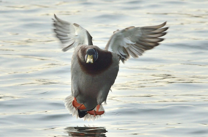 Röbel, MV 03.01.2015, Stockente (Anas platyrhynchos)