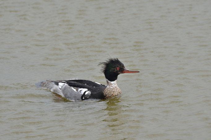 Fehmarn, SH 27.05.2014, Mittelsäger