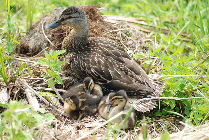 Kallmünz, Bayern 26.06.2010, Stockenten (Anas platyrhynchos)