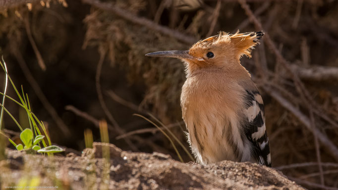Fuerteventura,  Januar 2017