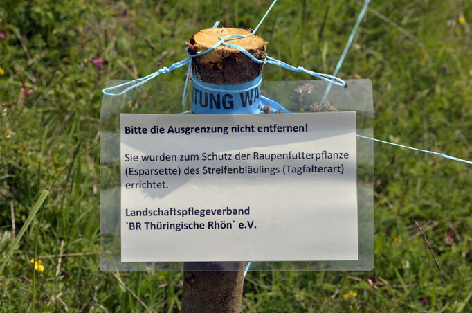 Thüringen 01.06.2014, Polyommatus damon
