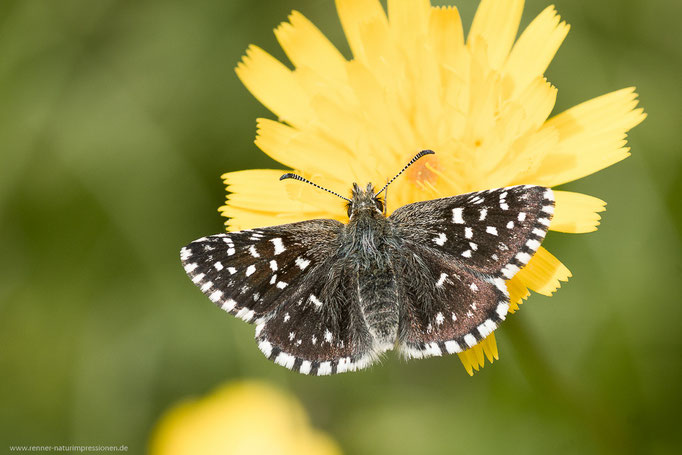 Geba, Thüringen 01.06.2014, Pyrgus malvae