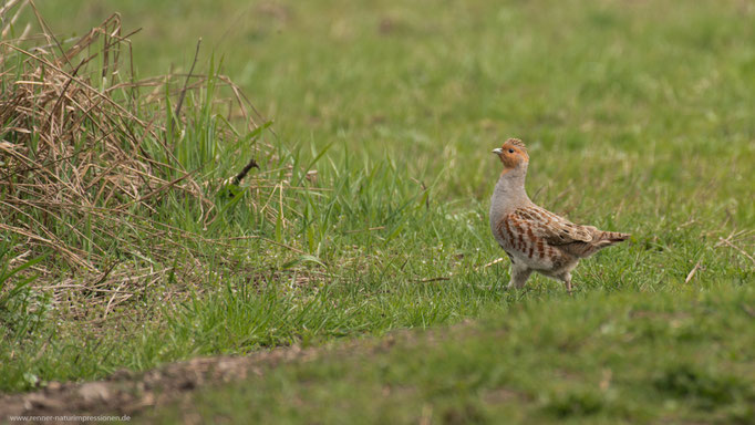 Havelland, Land Brandenburg April 2017