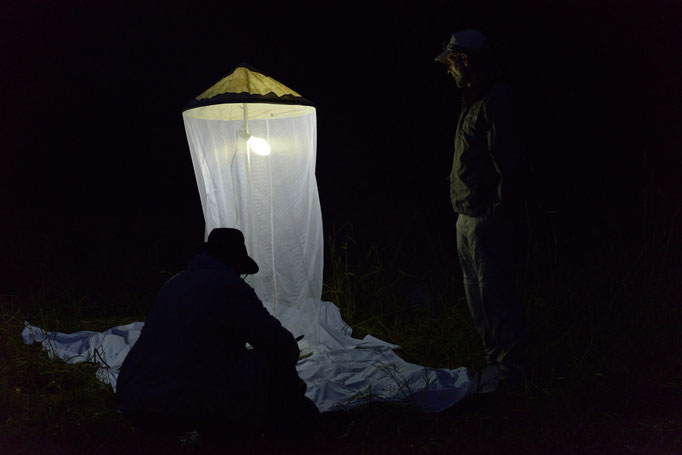 Kyffhäuser, Thüringen 03.07.2014, Lichtfang