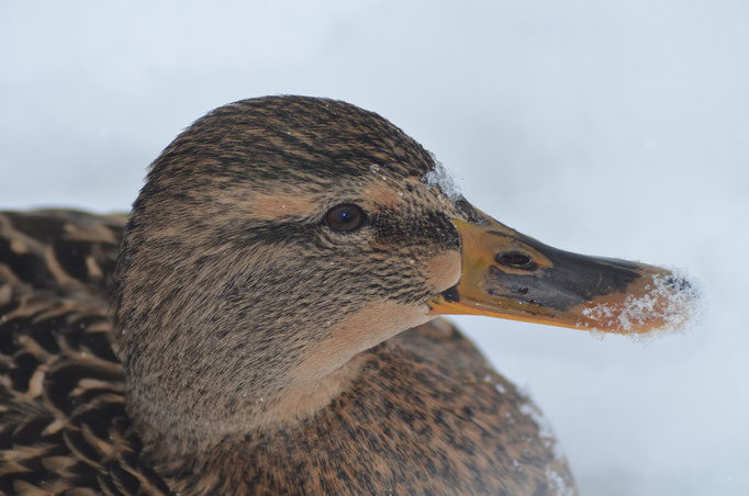 Wuhletal, Berlin 10.12.2010, Stockente (Anas platyrhynchos)