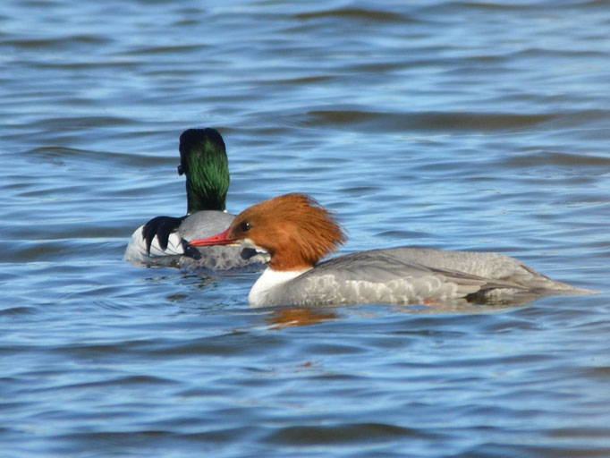 Blumberger Mühle, Brandenburg 07.04.2013, Gänsesäger (Mergus merganser)