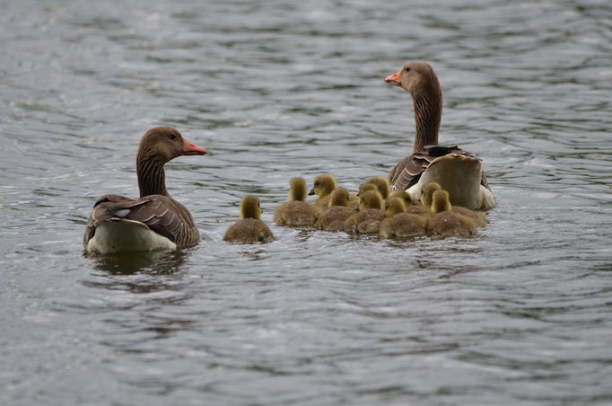 Neuspree, Sachsen 18.05.2013, Graugans (Anser anser)