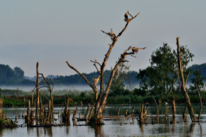   Peenestrom, MV 02.08.2015