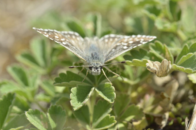 Kyffhäuser, Thüringen 30.05.2014, Pyrgus carthami