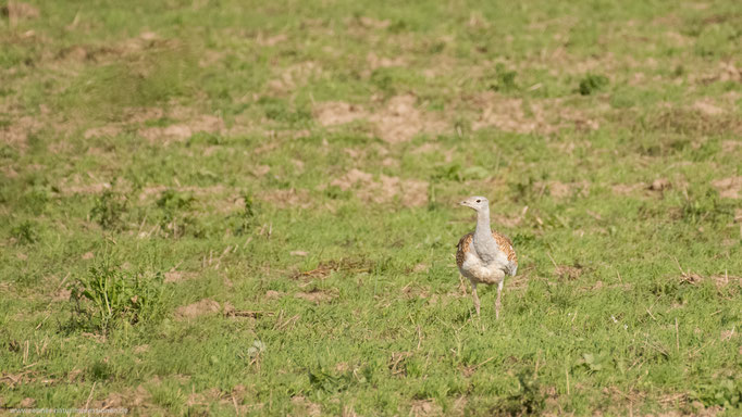 Havelland, Land Brandenburg Oktober 2017