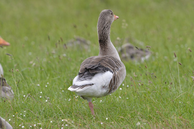 Umgebung Büsum, S-H 28.05.2014, Graugans (Anser anser)