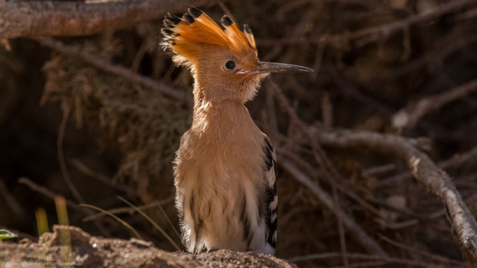 Fuerteventura,  Januar 2017