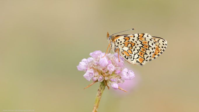 Wegerich-Scheckenfalter, Land Brandenburg Mai 2022