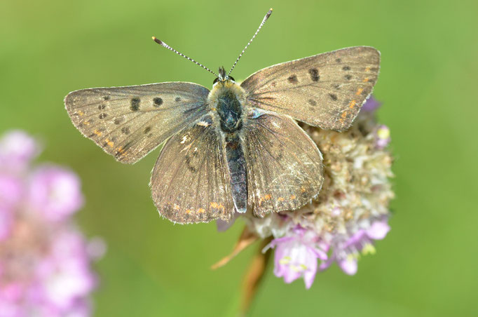 Pfalzheim, Brandenburg 11.08.2012, Lycaena tityrus