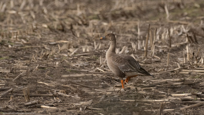 Land Brandenburg, Februar 2018