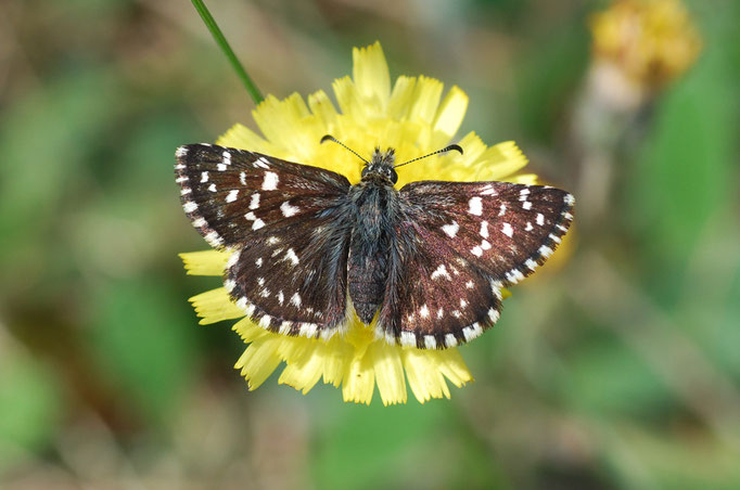 Kienbaum, Brandenburg 06.06.2010, Pyrgus malvae