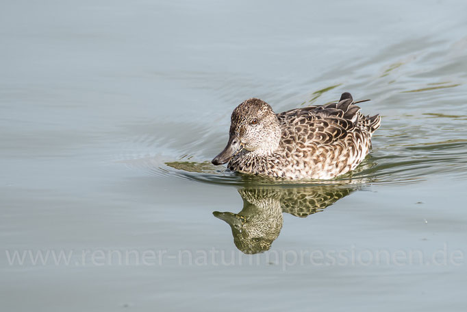 Fehmarn, S-H 02.10.2015, Krickente 