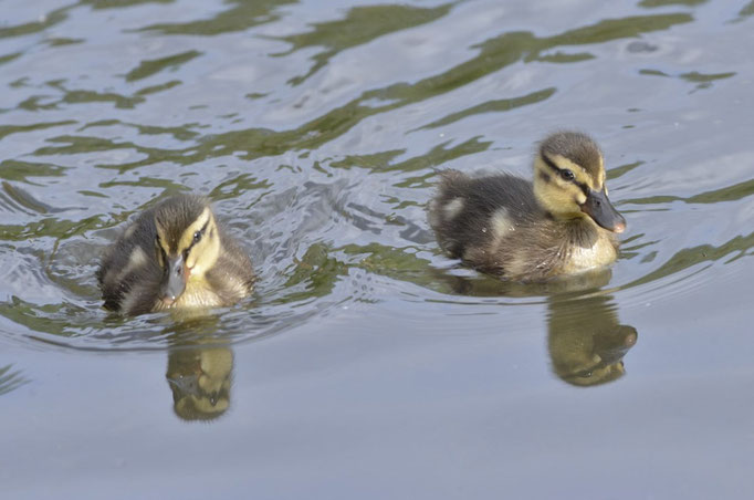 Wuhletal, Berlin 16.05.2014, Stockente (Anas platyrhynchos)