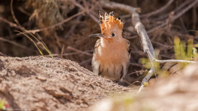 Fuerteventura,  Januar 2017