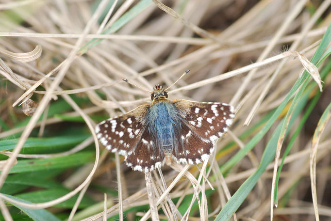Kaiserstuhl, B-W 11.08.2010, Spialia sertorius