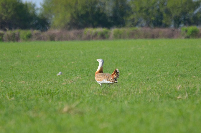 Havelland, Brandenburg 12.04.2014  Großtrappe