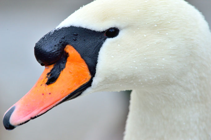 Woltersdorf, Brandenburg 31.01.2015, Höckerschwan (Cygnus olor)