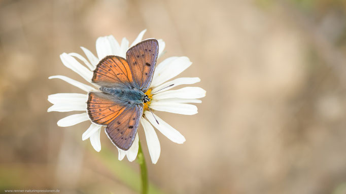 Münchehofe, Brandenburg 10.06.2020