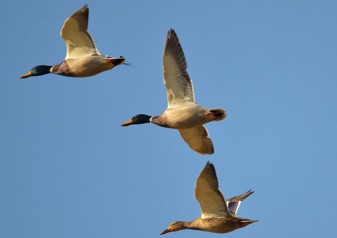 Bischhofswerder, Brandenburg 16.02.2014, Stockente  (Anas platyrhynchos)