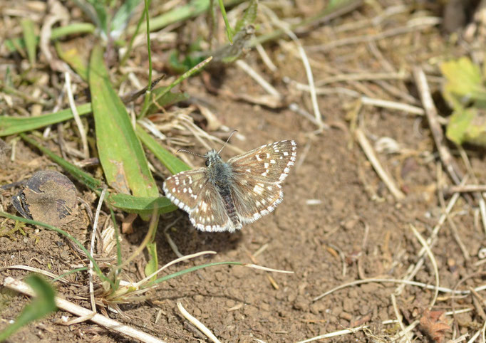 Thüringen 29.05.2011, Pyrgus armoricanus