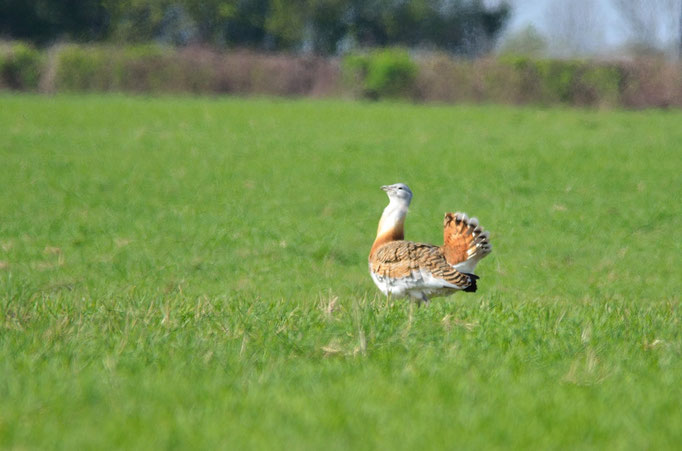 Havelland, Brandenburg 12.04.2014  Großtrappe