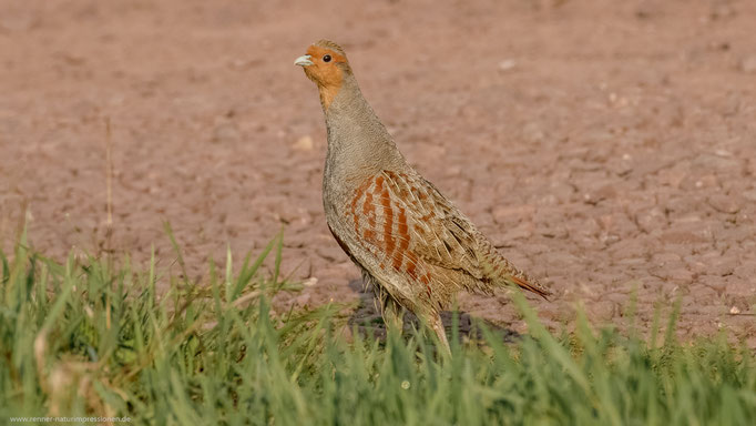 Havelland, Land Brandenburg April 2017