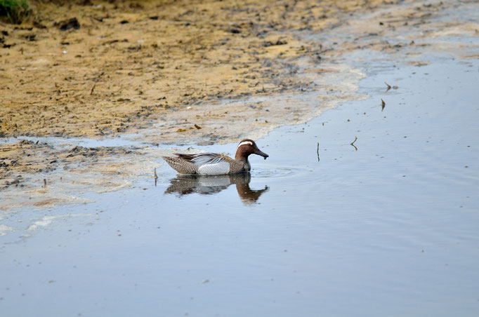 Umgebung Büsum, SH 02.05.2014, Knäkente (Anas querquedula)