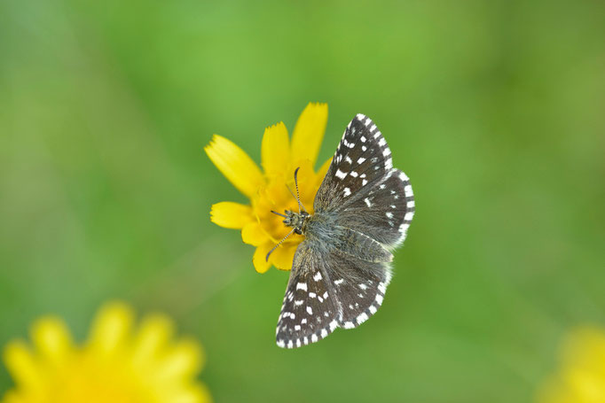 Geba, Thüringen 01.06.2014, Pyrgus malvae