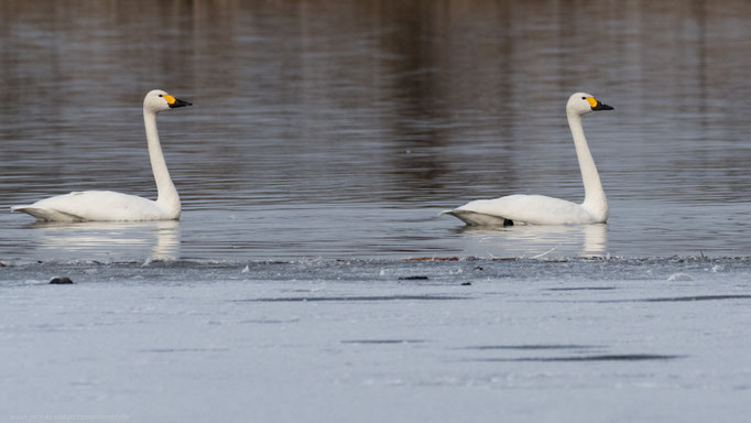 Land Brandenburg, Februar 2018