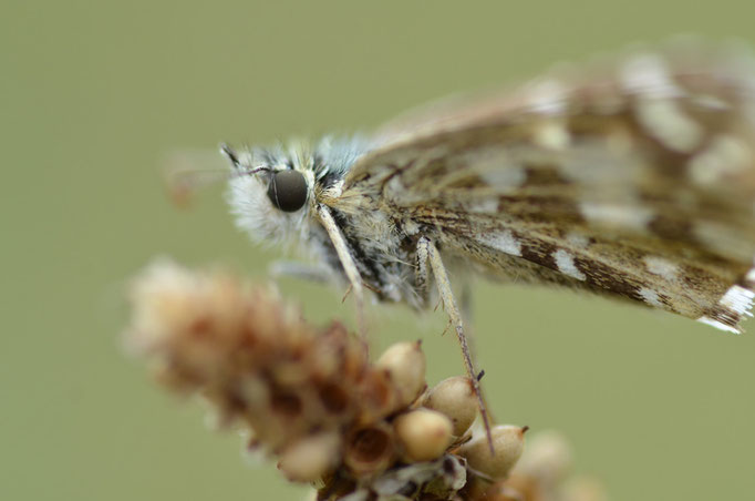 Ostalb, B-W 08.2014, Pyrgus cirsii 