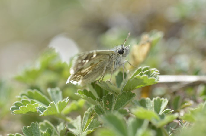 Kyffhäuser, Thüringen 30.05.2014, Pyrgus carthami