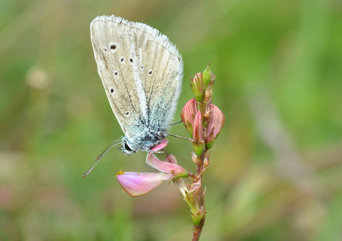 Thüringen 09.07.2011, Polyommatus damon